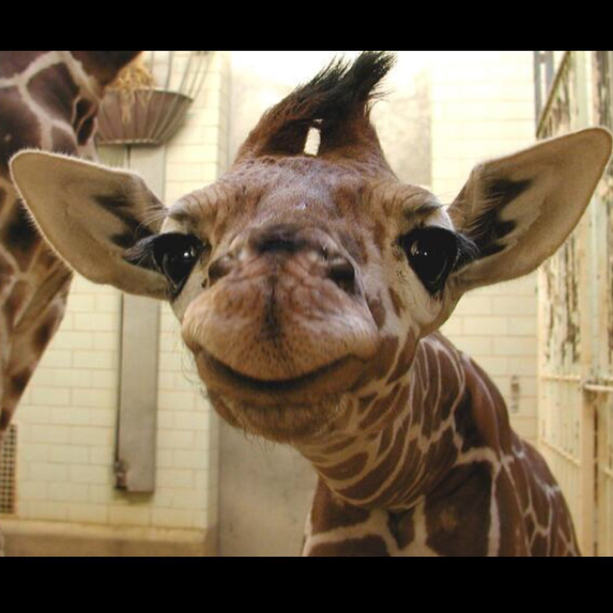 just a small village giraffe tryin to make it