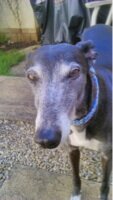 7 year old westham supporting rescued ex racing greyhound. Sharing home with Stella. We love sleeping, treats, and most of all mum and dad.