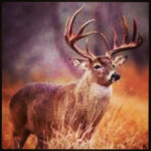 gagek245's profile picture. 