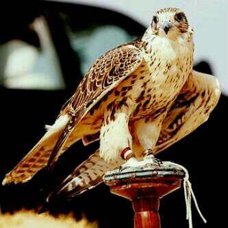 ‏‏‏‏‏من يعشق وجودي      ادمن عليه                                                                  ‏      واخلي قلبي مسكنه