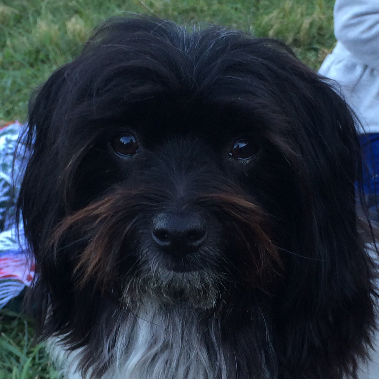 BrownDbrown3's profile picture. freedom and animal lover ☮️