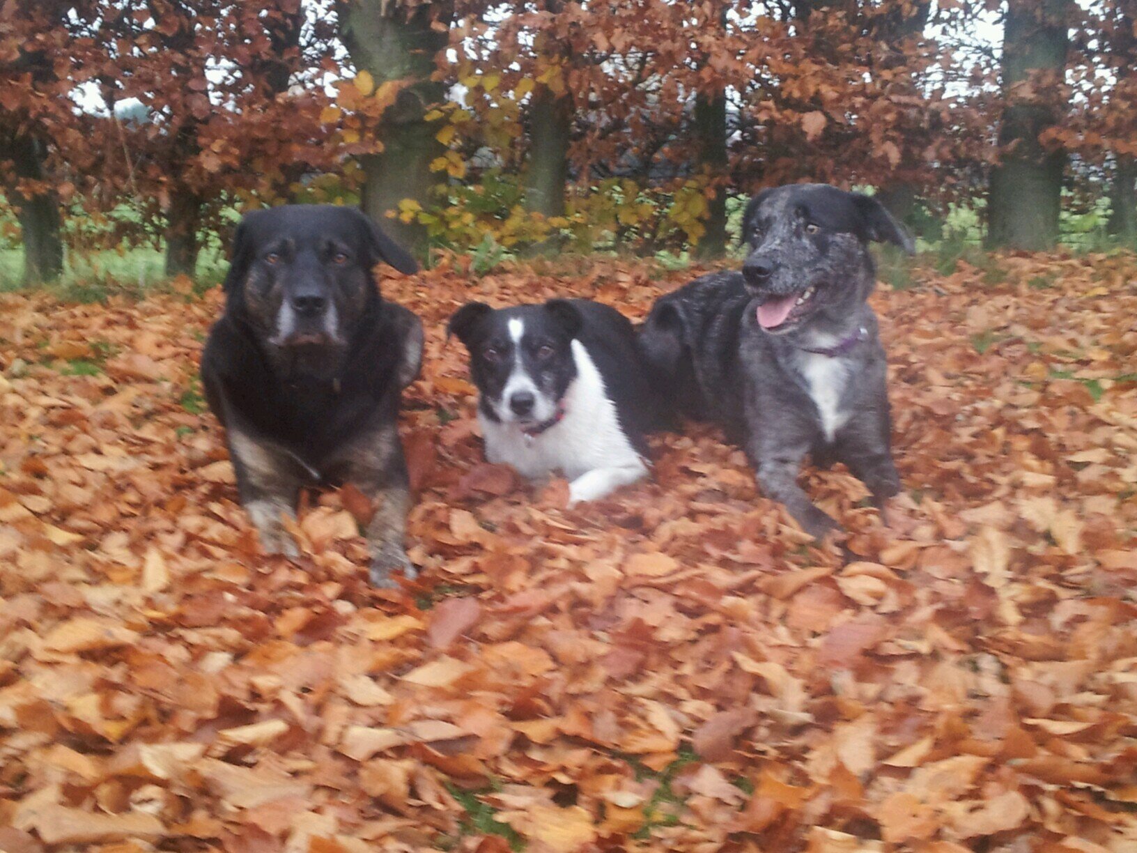 batadyl's profile picture. 