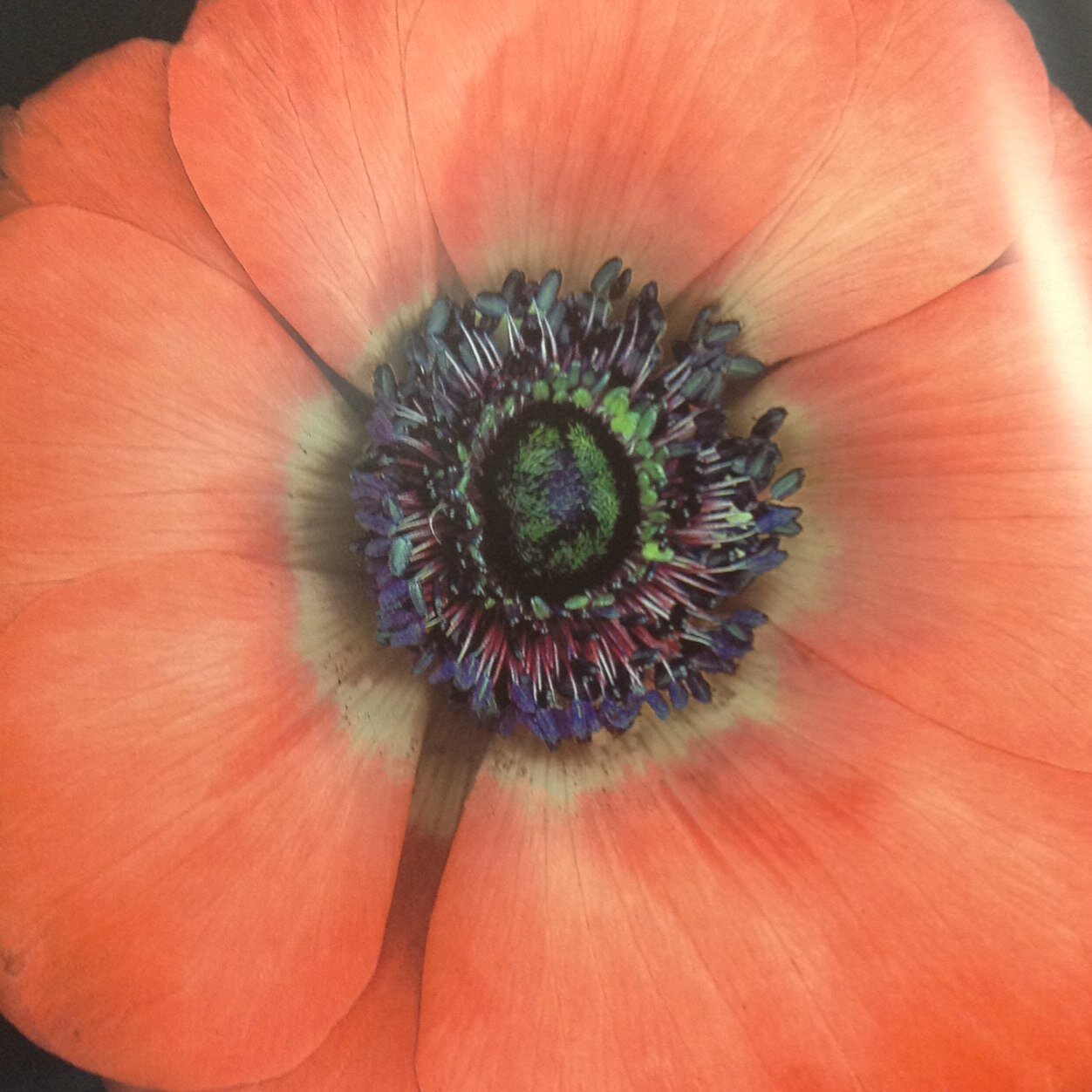 RandomBHonest's profile picture. 