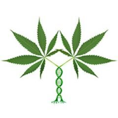 Providing updates on research in Cannabis genomics.