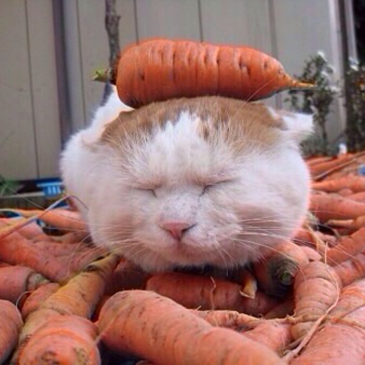 のせ猫bot Nosenekobot Twitter