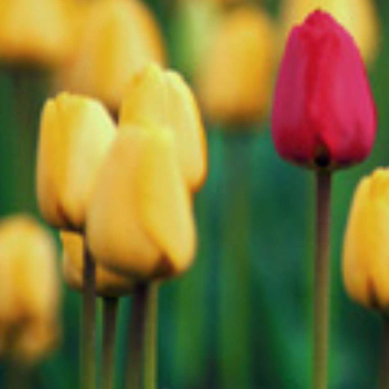 MarcyMelendes's profile picture. 