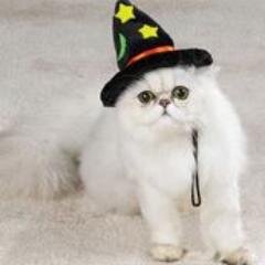 HatzOnCatz's profile picture. We are a non profit organization dedicated to putting hats on all the cats.