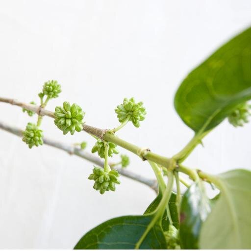 frankiepwelli's profile picture. 