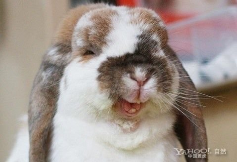 Ninja Bunny !