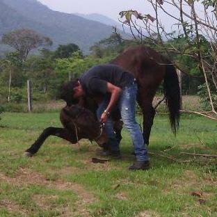 Estudiante de séptimo semestre de Medicina Veterinaria y Zootecnia De La Universidad de los Llanos