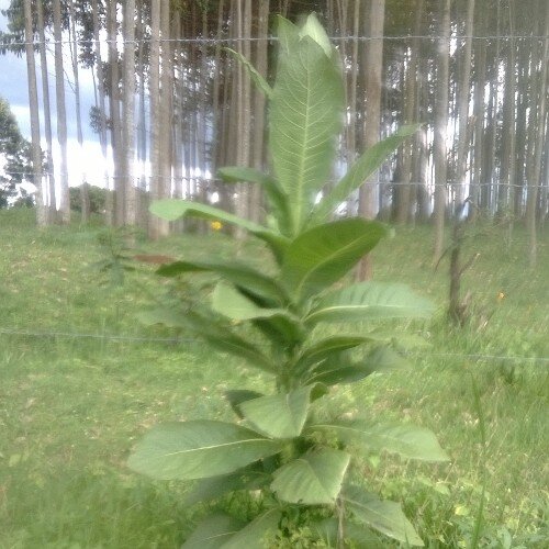 SimeonKeter's profile picture. God fearing, Husband, father and  farmer