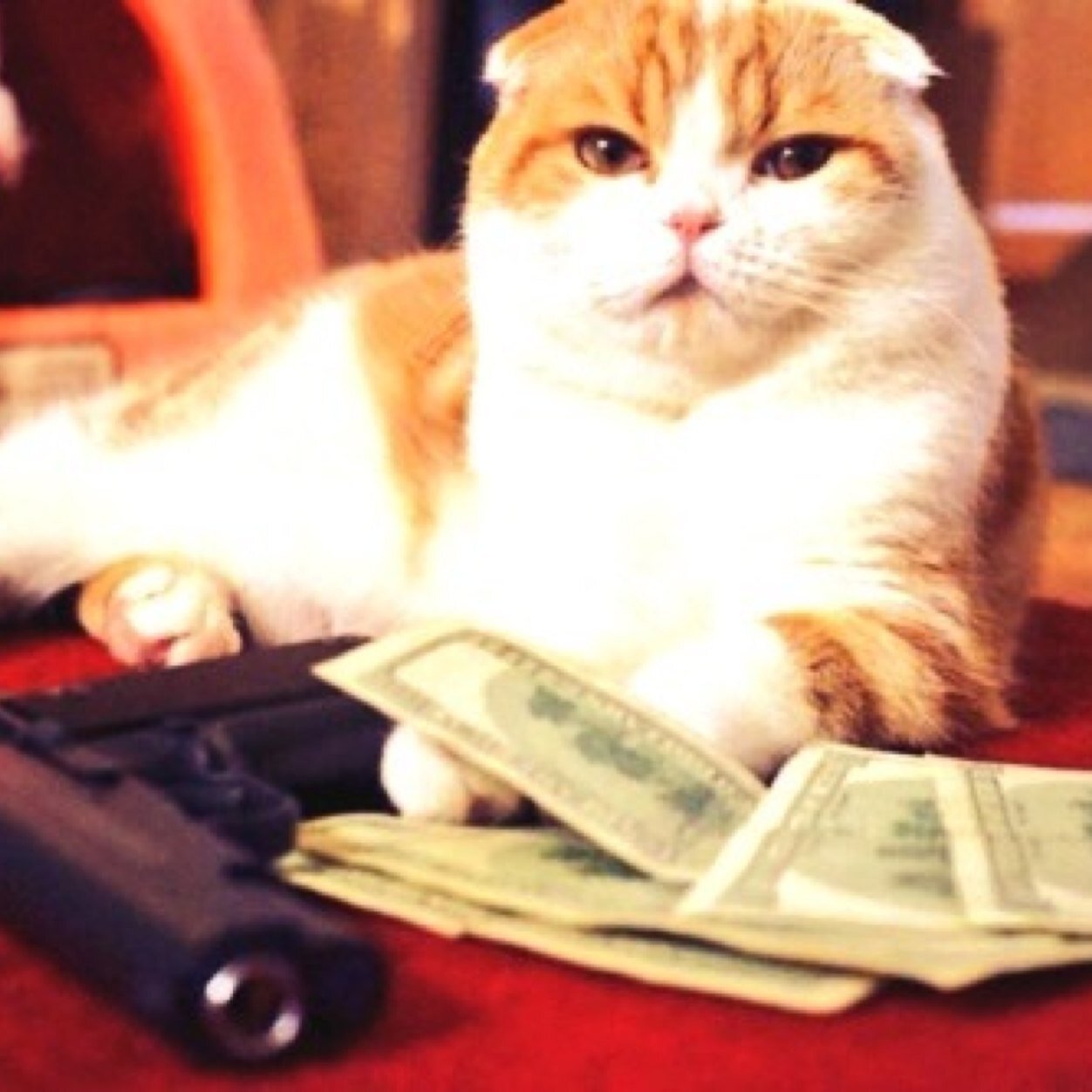 Started from the bottom meow we here. Prove your cat is a pimp and send us a picture at pimpcats@gmail.com IG: pimp_cats