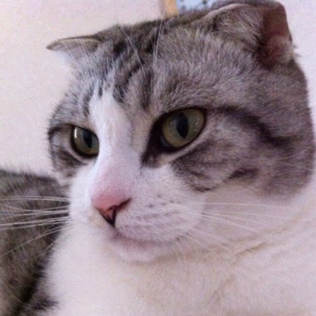 猫ω狼 / 制約と誓約