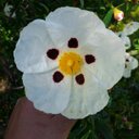 Tomas Batalla Obispo - @ObispoTomas - Twitter