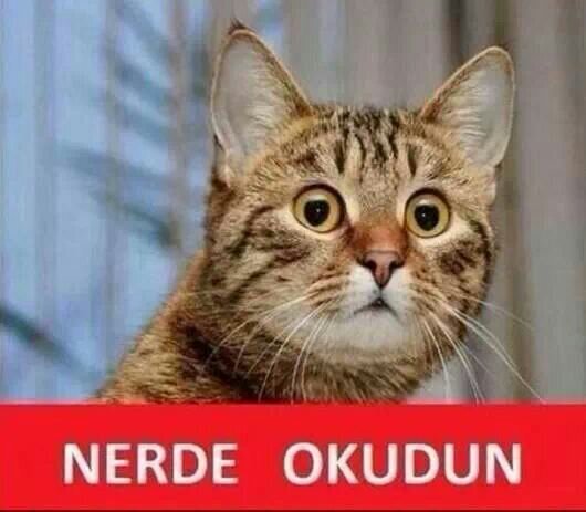 fenomenpisi's profile picture. Miyaw