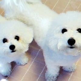 日々の事、お買いもの、愛犬ビションフリーゼのこと等いろいろ
好きなアニメキャラ：ブローノ・ブチャラティ