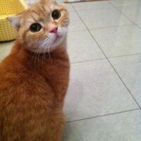 猫本専門 神保町にゃんこ堂_姉川書店 (@anealoha65) 's Twitter Profile Photo
