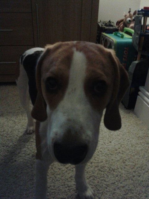 dutts548's profile picture. 