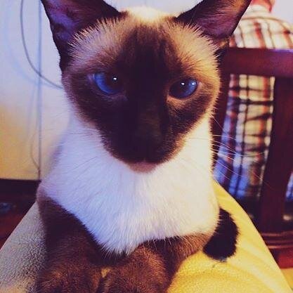 pulpynarry's profile picture. living love ❤