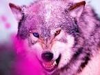 [I am a wolf but my name is wolf fang, no family just #single and on my own