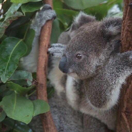 aus_wildlife Profile Picture