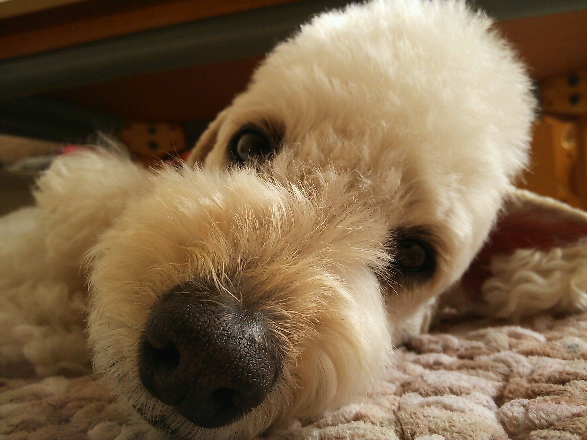 あちゃこ (@anzuko818) / Posts / X