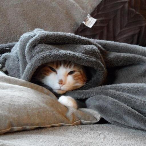 risolmayopedas's profile picture. Dumdumdumdumdum