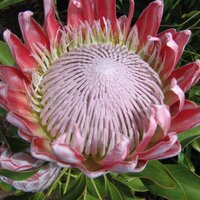 Hencia Lourens (@panoramafarm) 's Twitter Profile