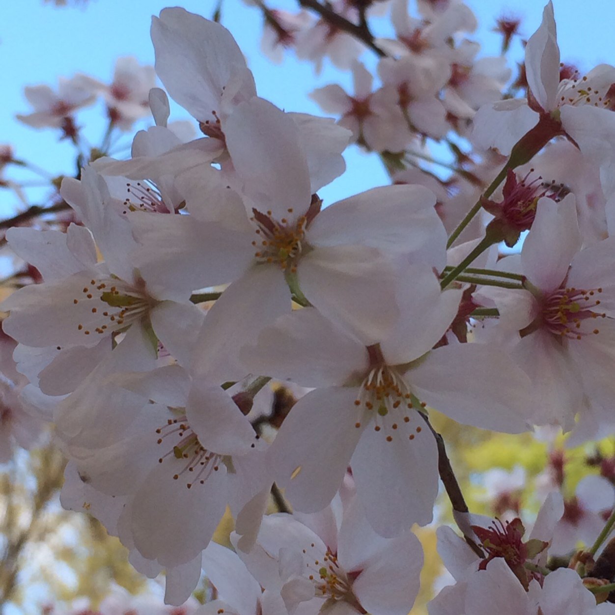 marcia_in_tokyo's profile picture. Uma nikkei brasileira perdida em Tokyo, mas feliz e lutando por seus sonhos!