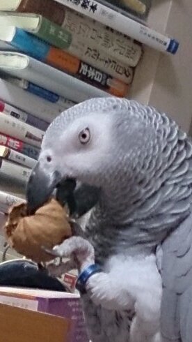 てくてくてく。