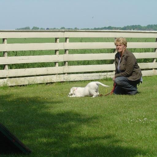 Niet foutloos maar foutarm, mijn grote liefdes: communicatie, bedrijfsbladen, pr, adviseren, 4 lieve golden retrievers en het leven.