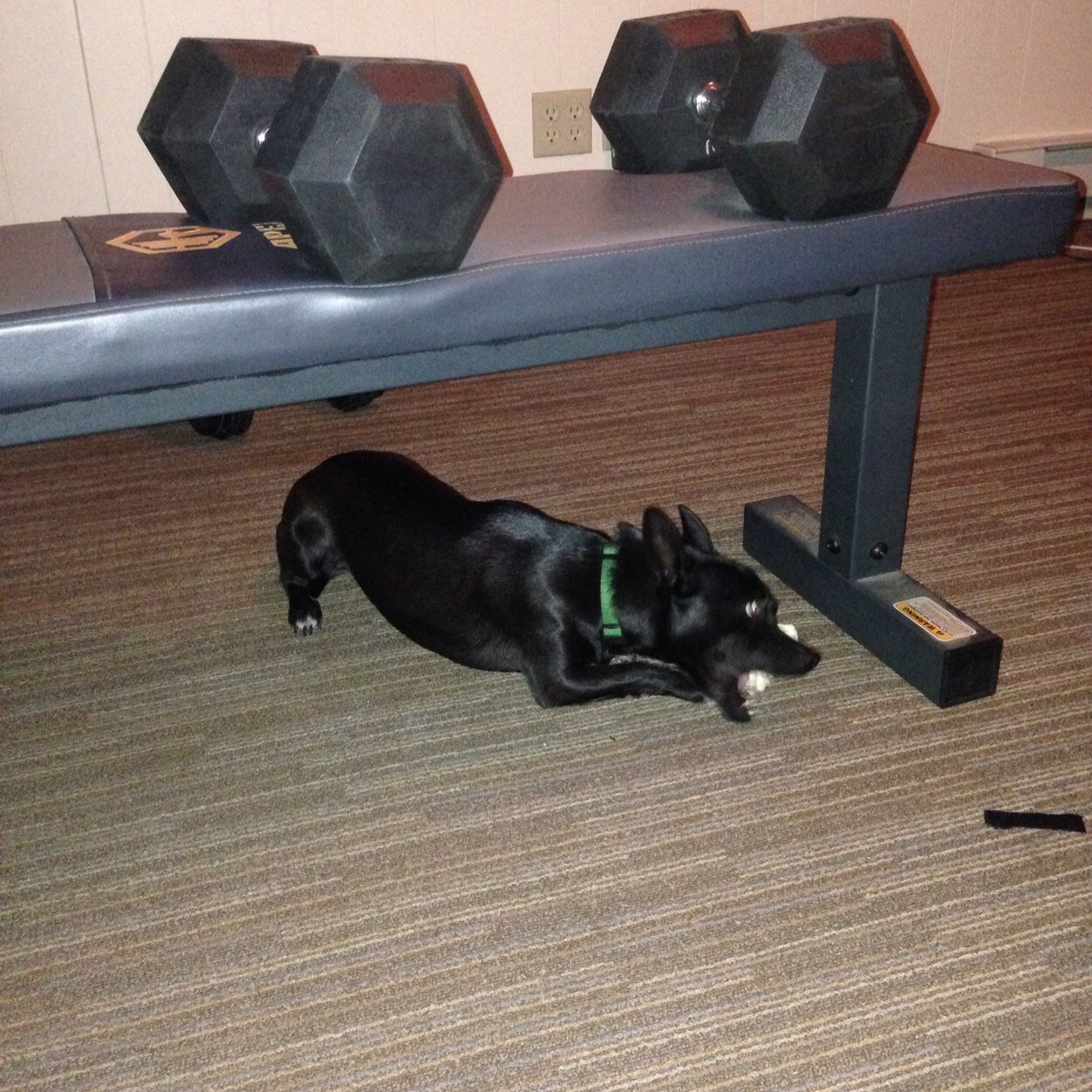 brandXbb's profile picture. Nobody give me trouble cause they know i got it made. #oss