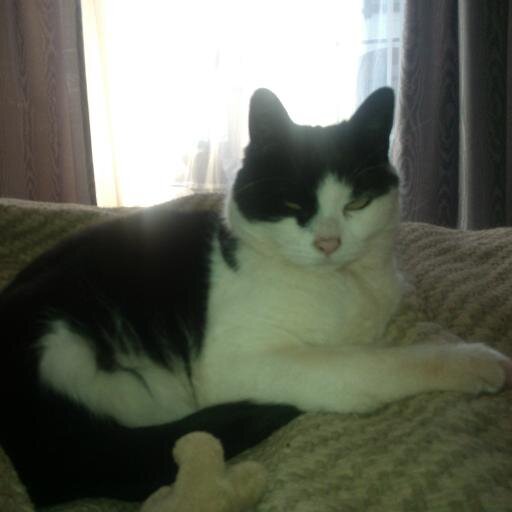 Love watching sports (Arsenal & The Swans) listening the music (country mainly) and reading (all types). Love all animals, especially my two rescue cats!