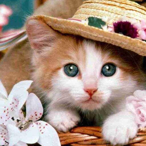 見ていて癒される“猫”
かわいい～ねこ、キュートなNEKO
画像をアップしていくので癒され胸キュンキュンしちゃってね