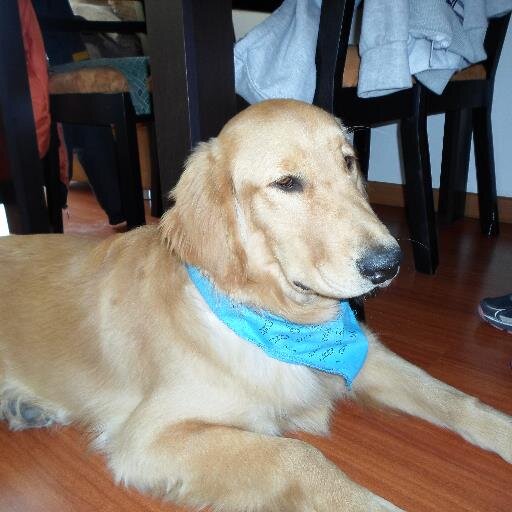 DARIOREINABALLE's profile picture. JUICIOSO