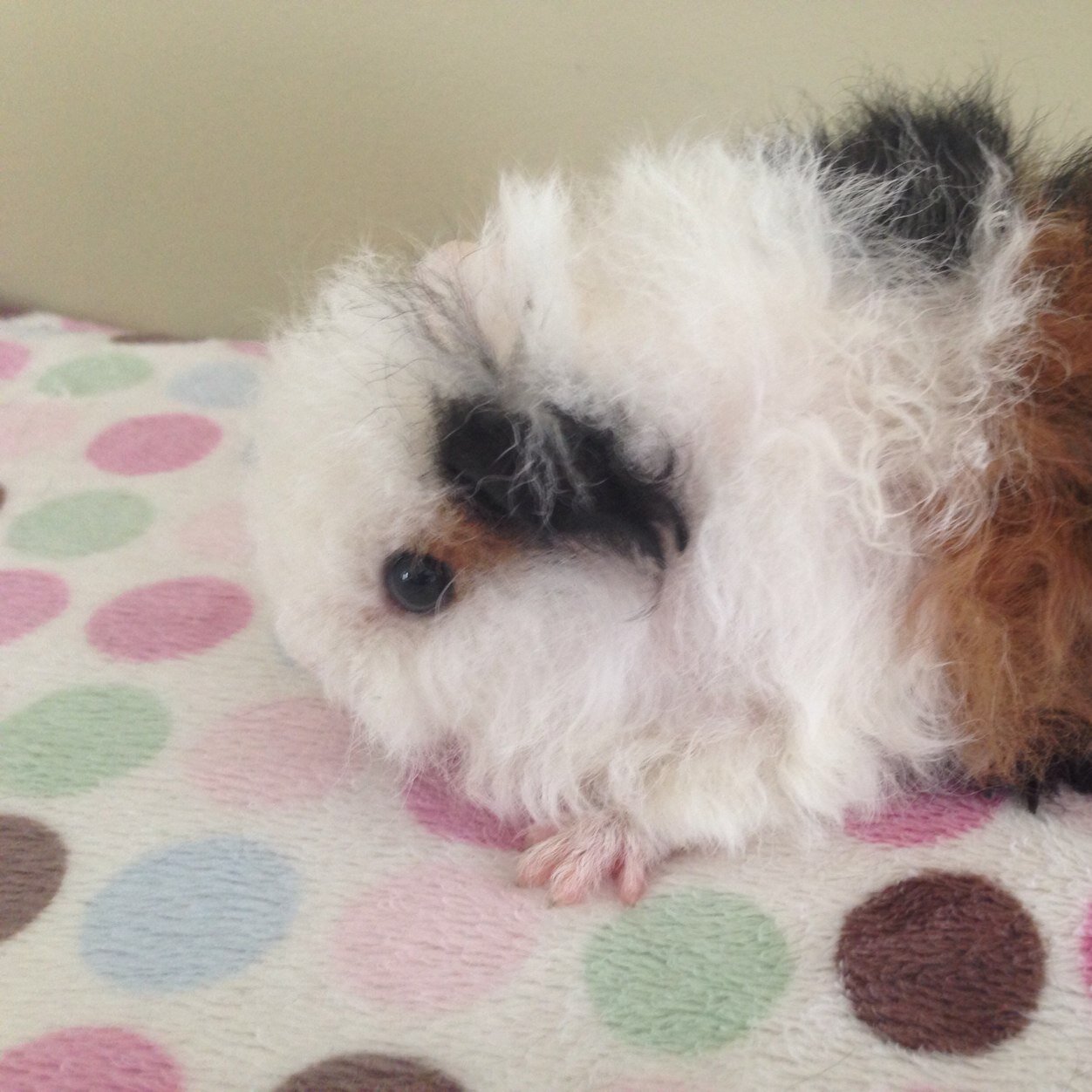 Popcorncavies's profile picture. 