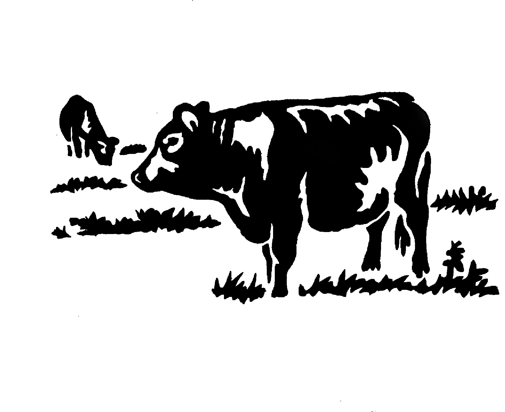 ScillyBeef's profile picture. Scillonian family farm with pedigree Red Ruby Cattle