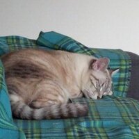 Mario Cavaggioni (@cavaggionimario) 's Twitter Profile