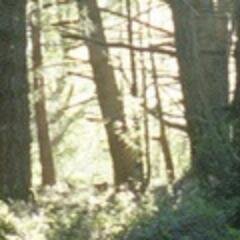 threskiornis's profile picture. [[ Isaac 'Ibis' Hollowford, templar archivist and artifacteur. ]]