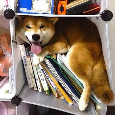 イヌほっこり画像 Wanchanhokkori Twitter