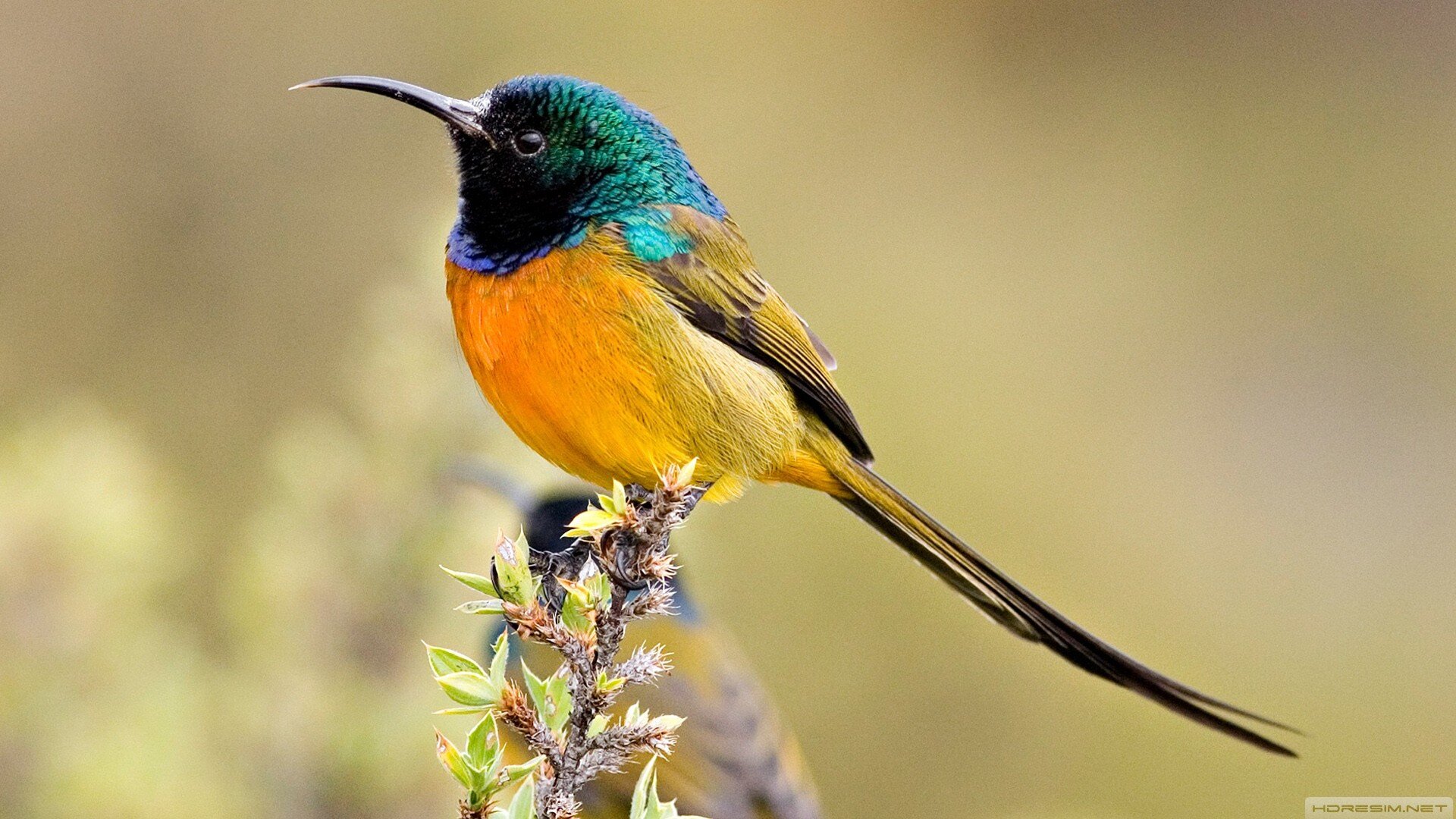 Omeriradeli's profile picture. 