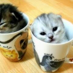 Dusukzeka4lert's profile picture. 