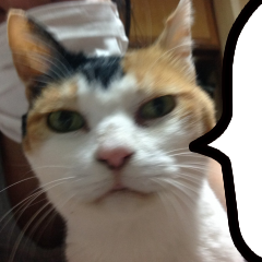 syouichirouto's profile picture. 