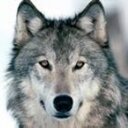 Tommy combs - @ThunderWolfCow - Twitter