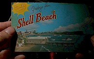 shell_beach's profile picture. 