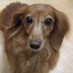 ダックス　ロンくん　相互フォロー　 きままにつぶやきます。よろしくお願いします