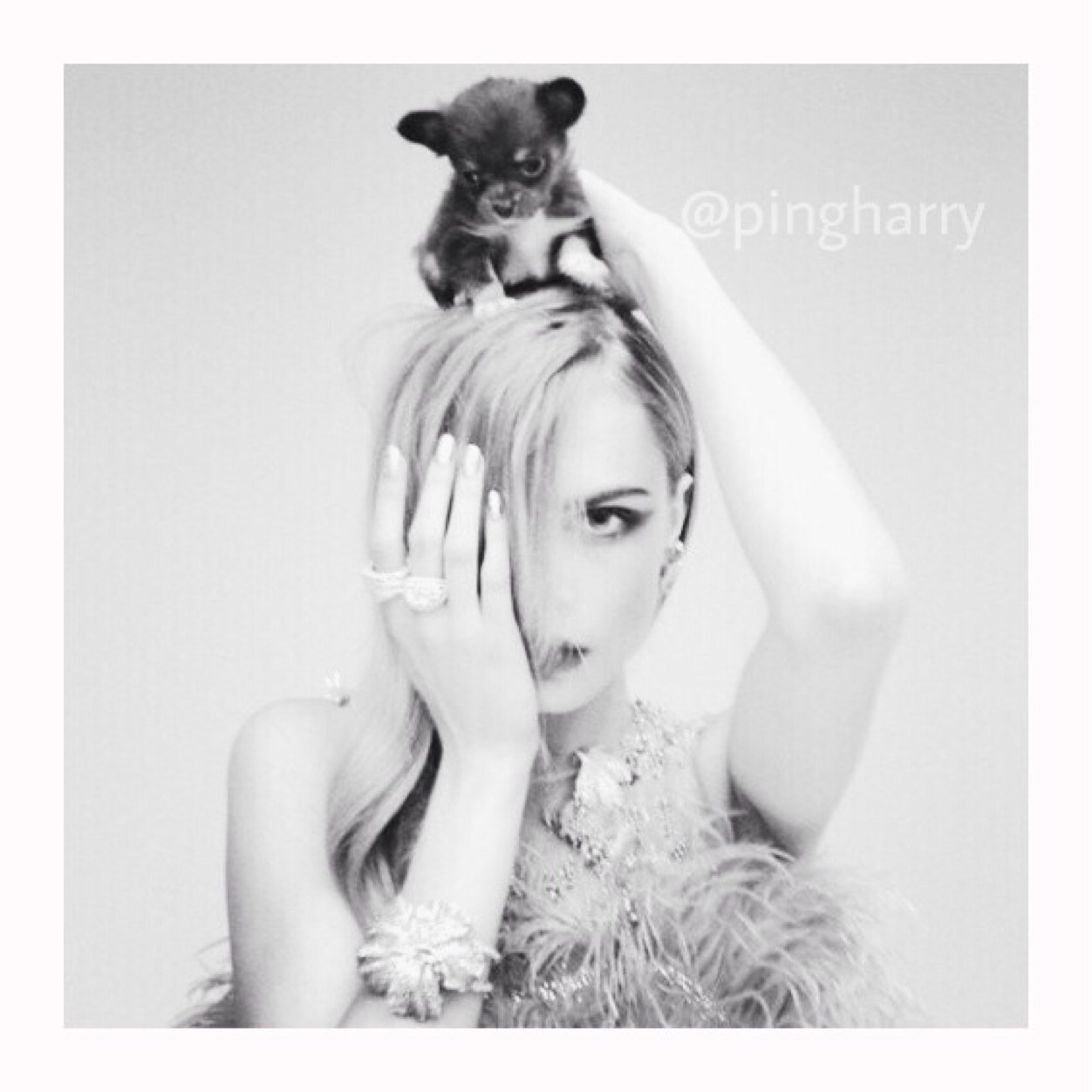 Free follow from @pingharry follow her she follow back !