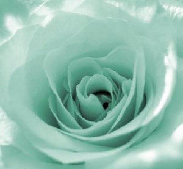 Mint.