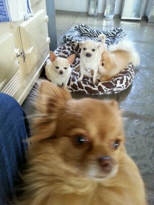 toydoghotel's profile picture. Toy Dog 'Hotel', Home Boarding (Toy/Tiny Breeds Only). Copy of Home Boarding Licence pinned below as a tweet.