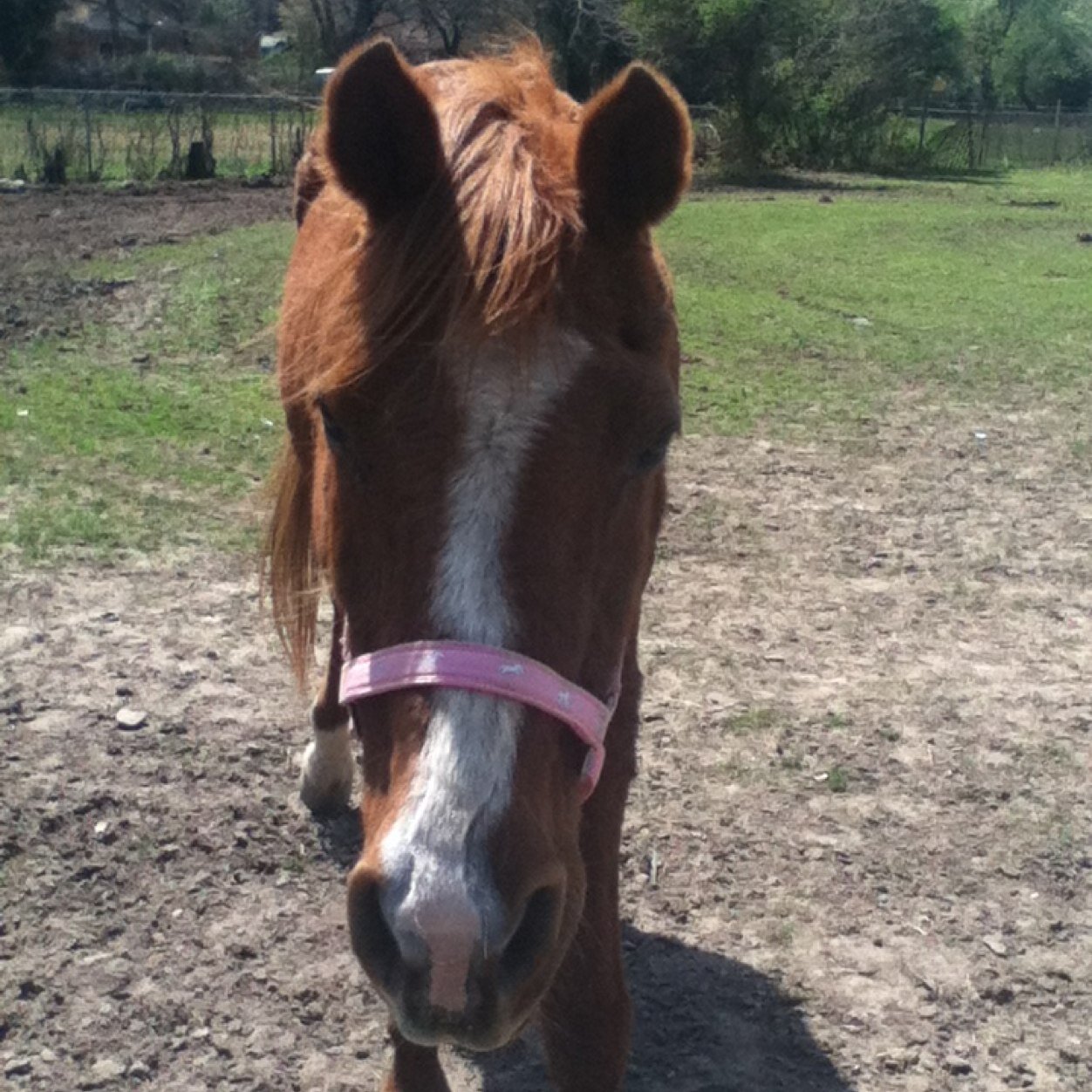touchofclass25's profile picture. Hi ♞♘ I love horses ♞♘ I really like this thingy♞♘ ♞♘ I'm addicted to Castle♞♘Hunter-Jumper|---|♞♘My Arabian, Classy♞♘